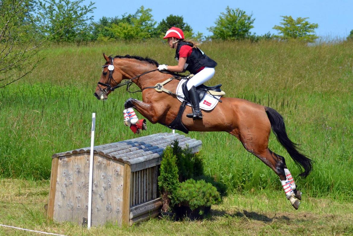 Dansk Varmblod Gamlish Chaday-Deligth - Vinder af international debut, CIC1* v. CPH Eventing 2013 billede 8