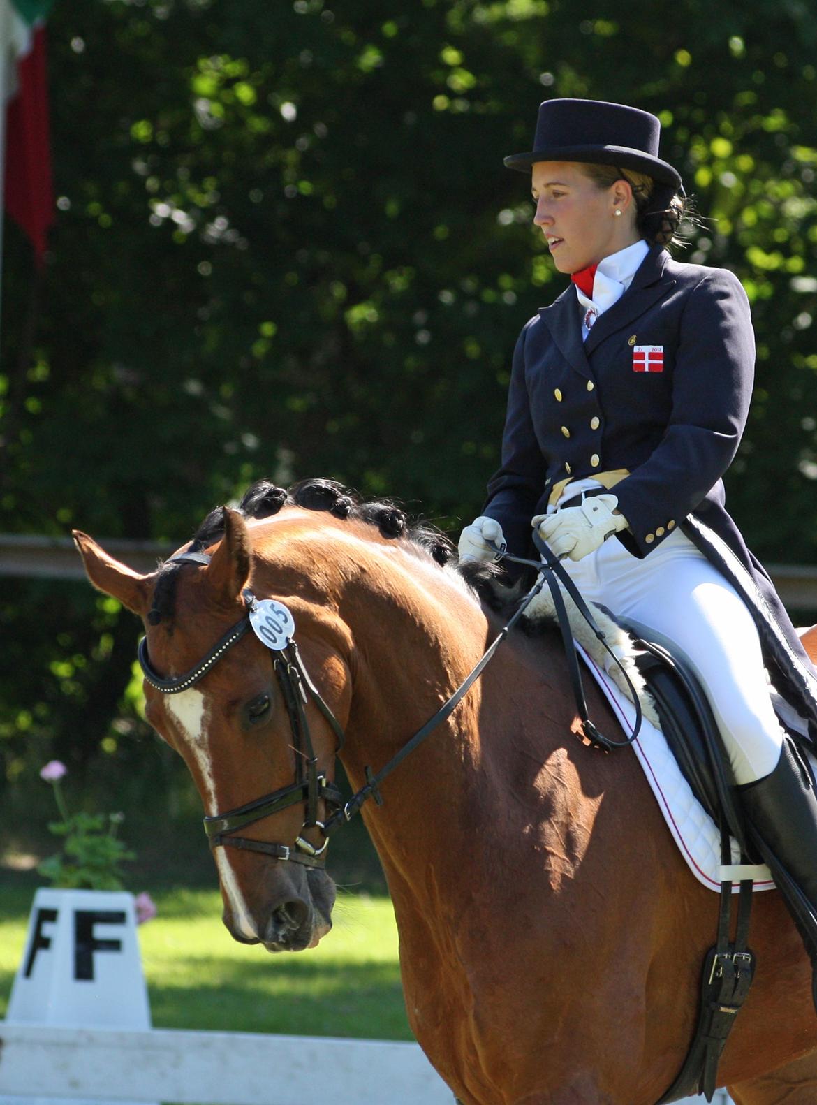 Dansk Varmblod Gamlish Chaday-Deligth billede 28