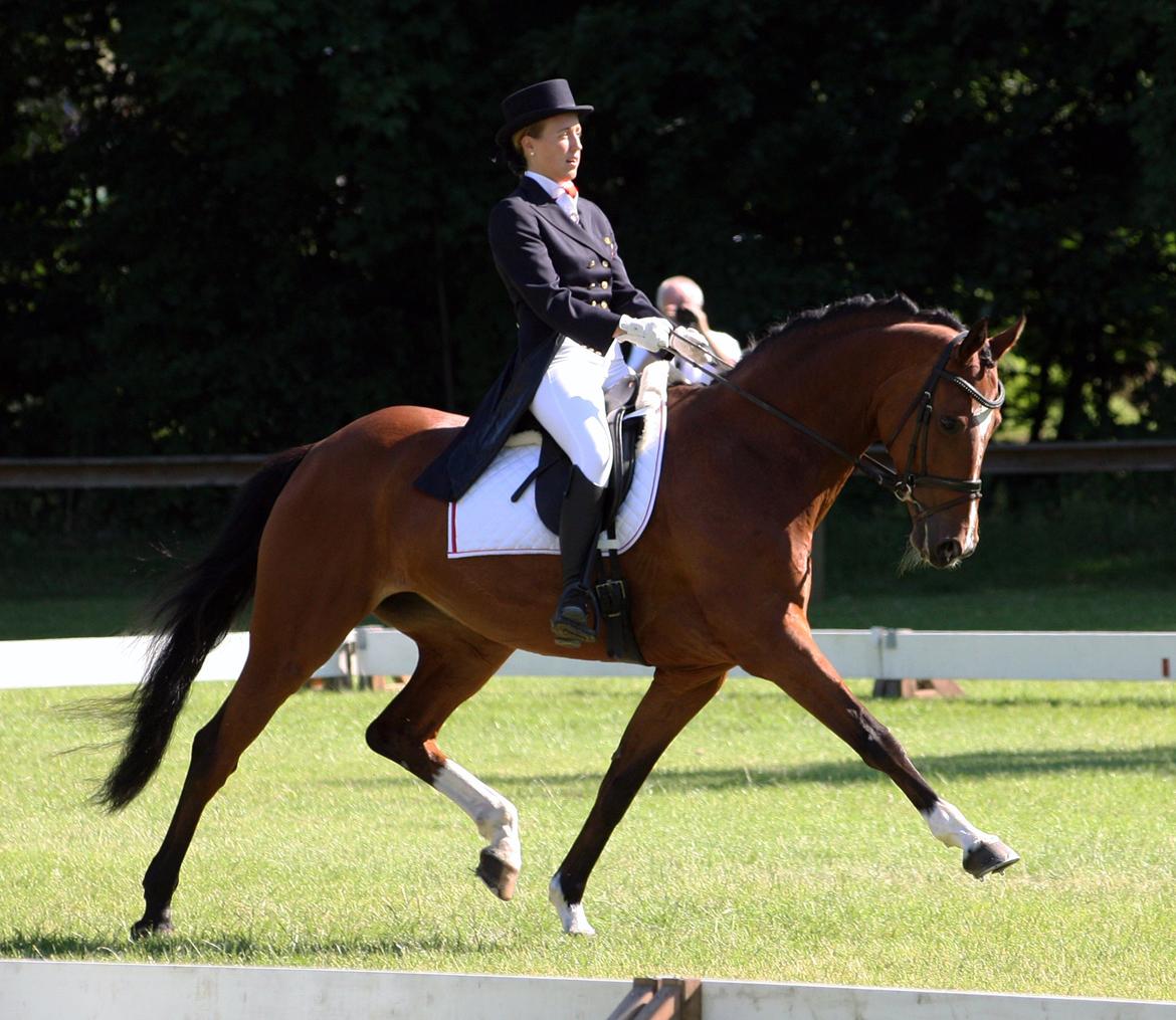 Dansk Varmblod Gamlish Chaday-Deligth - Vinder af international debut, CIC1* v. CPH Eventing 2013 <3<3<3 billede 1