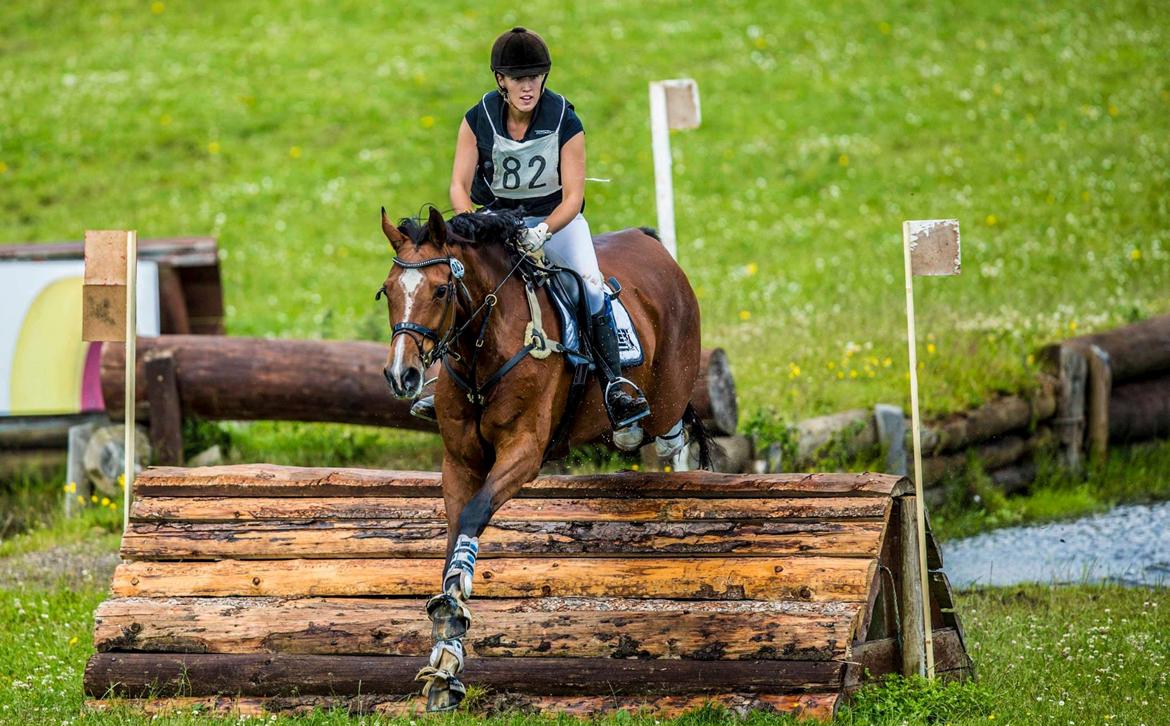 Dansk Varmblod Gamlish Chaday-Deligth - Skårup Overgård 2013: Dressur til over 81% + stævnets topscore + vinder af Hold DM 2013 <3 billede 26