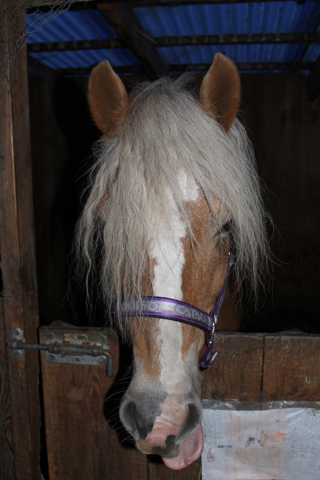 Tyroler Haflinger Tessa (Koen) billede 19