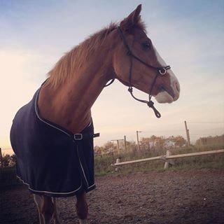 DSP Phønix "Lånepony" - Bassen <3  billede 19