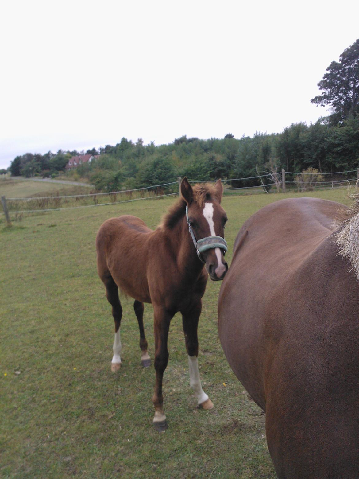 Anden særlig race de Rosche´s Turbo Speed billede 14