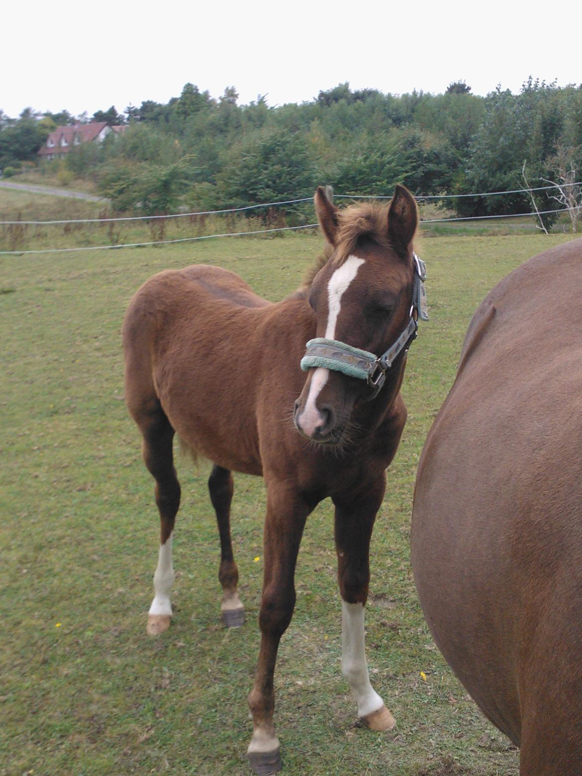 Anden særlig race de Rosche´s Turbo Speed billede 15