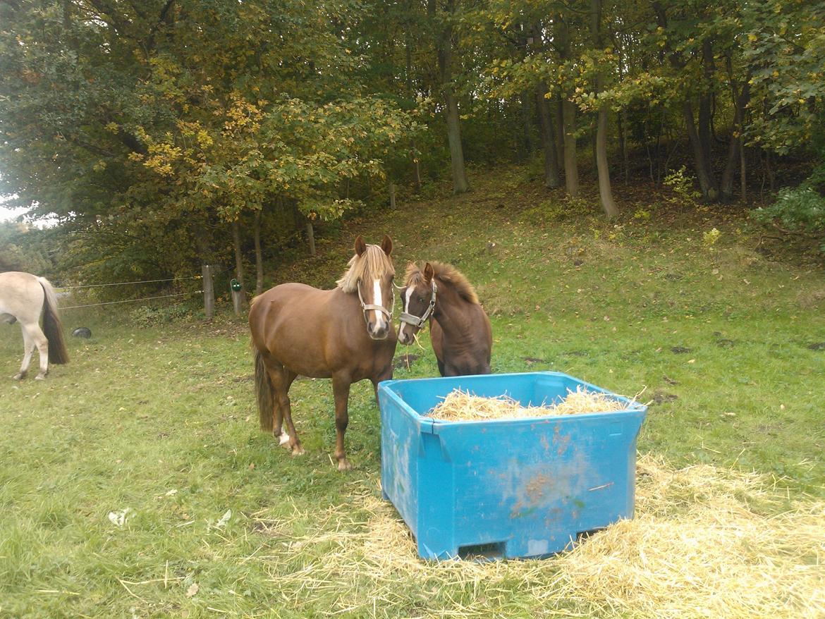 Anden særlig race de Rosche´s Turbo Speed billede 16