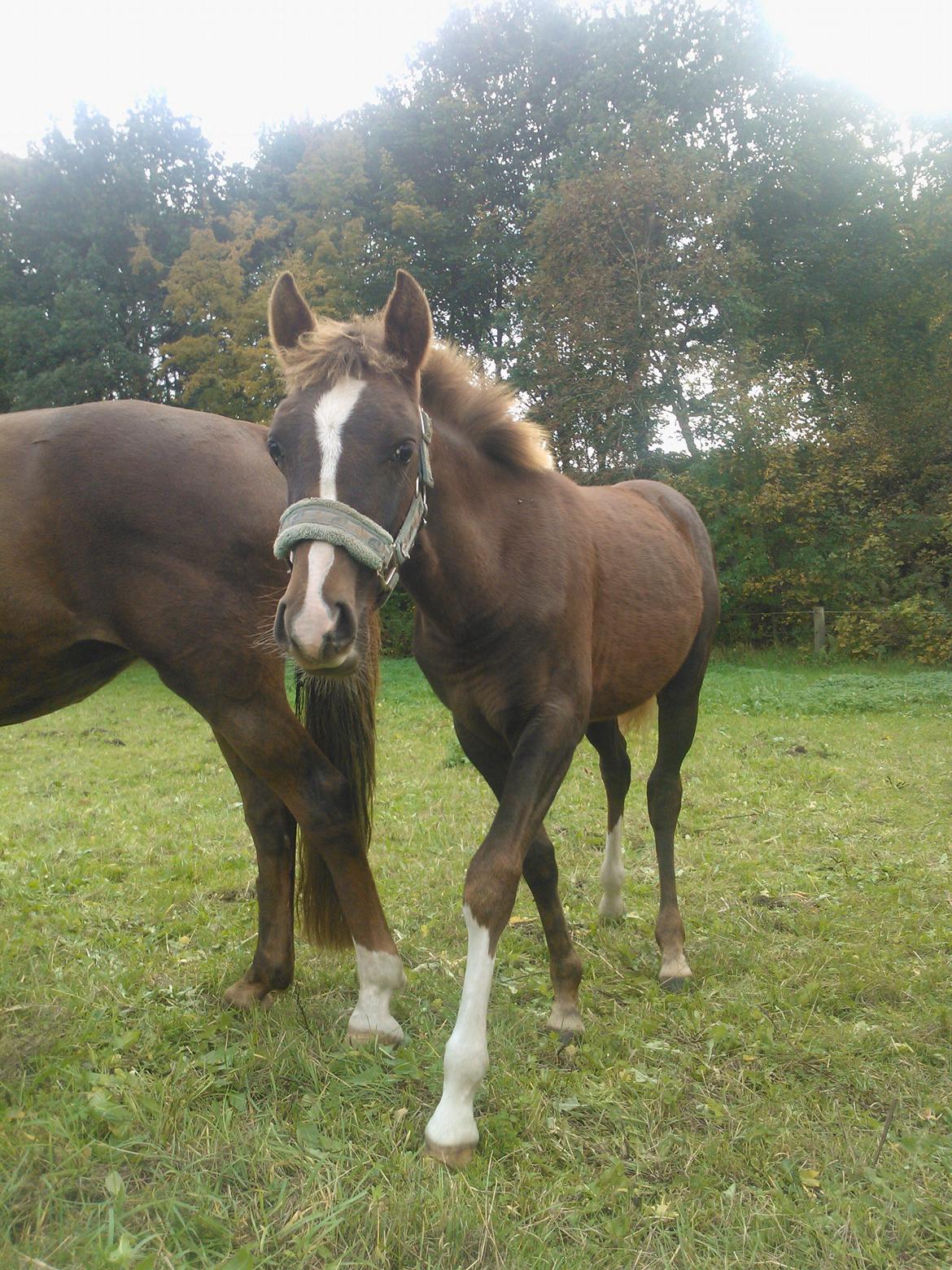 Anden særlig race de Rosche´s Turbo Speed billede 17