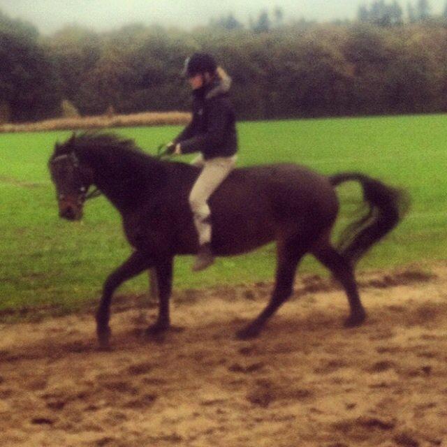 Dansk Varmblod Khandis billede 18