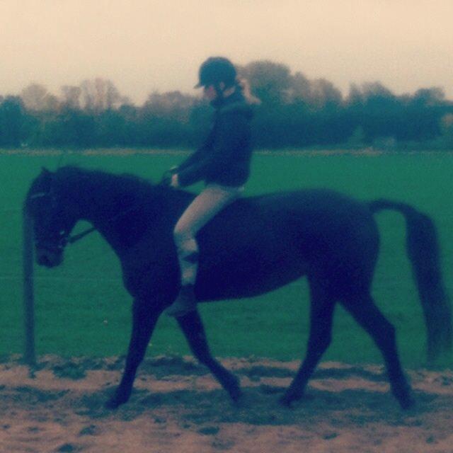 Dansk Varmblod Khandis billede 19