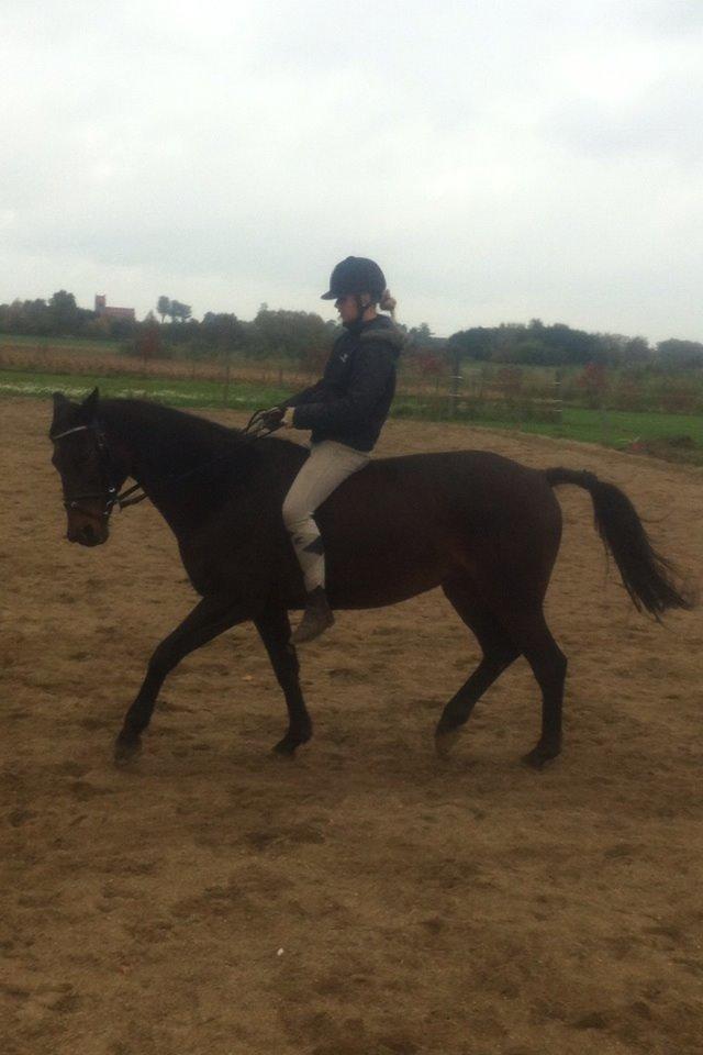 Dansk Varmblod Khandis billede 20