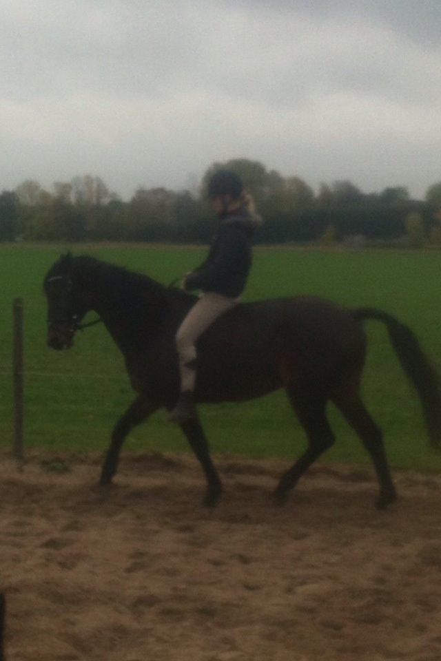 Dansk Varmblod Khandis billede 21