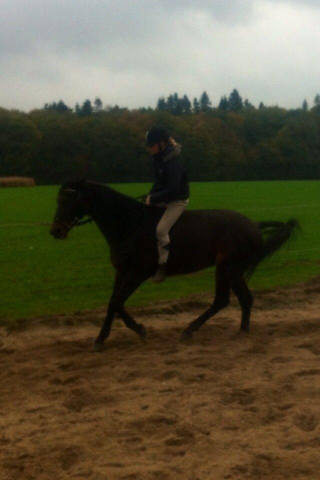 Dansk Varmblod Khandis billede 22