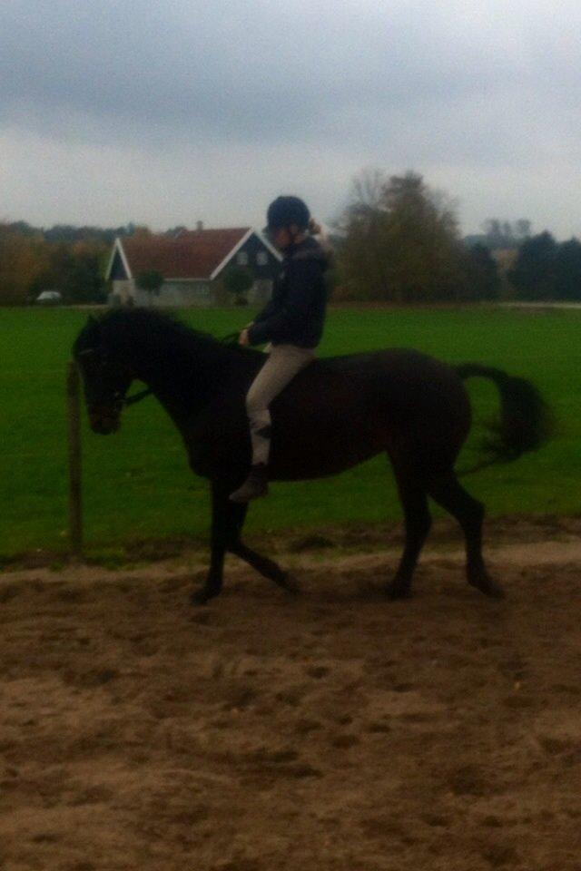 Dansk Varmblod Khandis billede 23