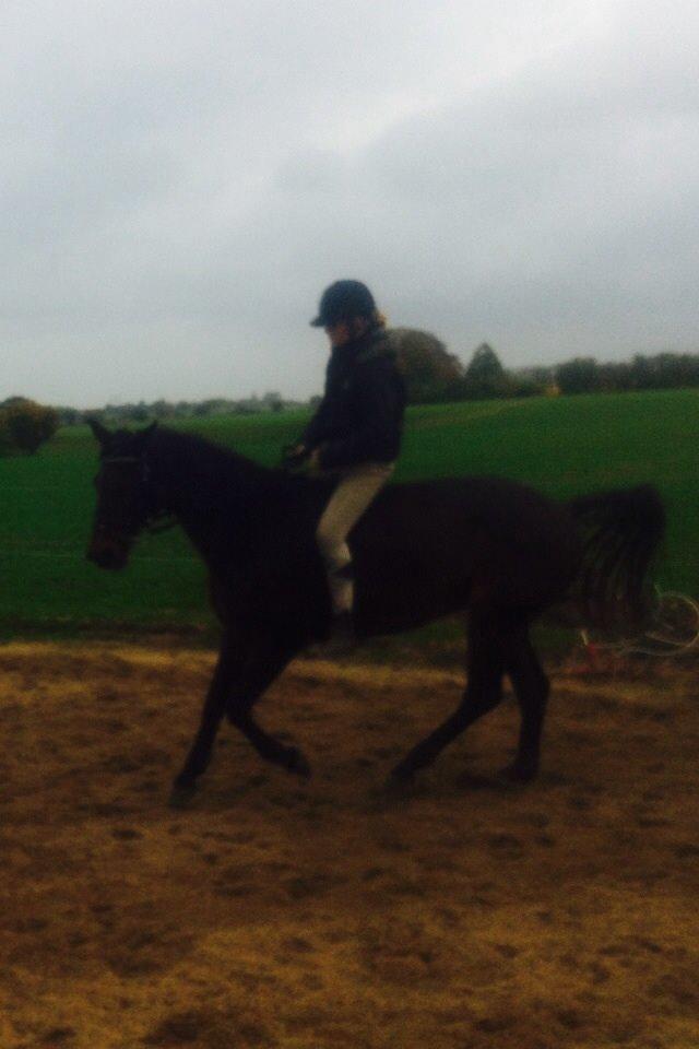 Dansk Varmblod Khandis billede 24