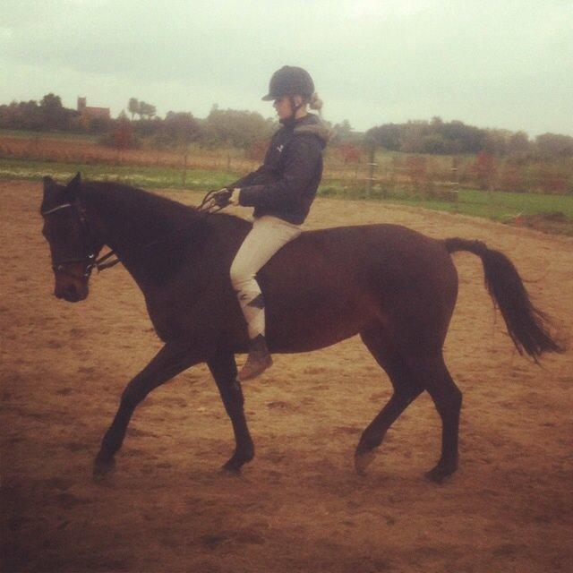 Dansk Varmblod Khandis billede 25