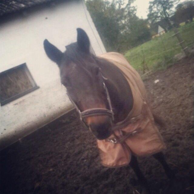 Dansk Varmblod Khandis billede 26