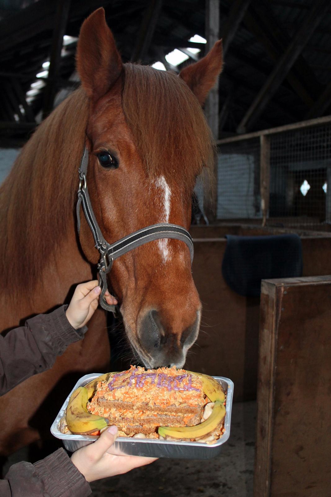 Anden særlig race Chanel - Chanel på sin fødselsdag 2012 // 11 år billede 19