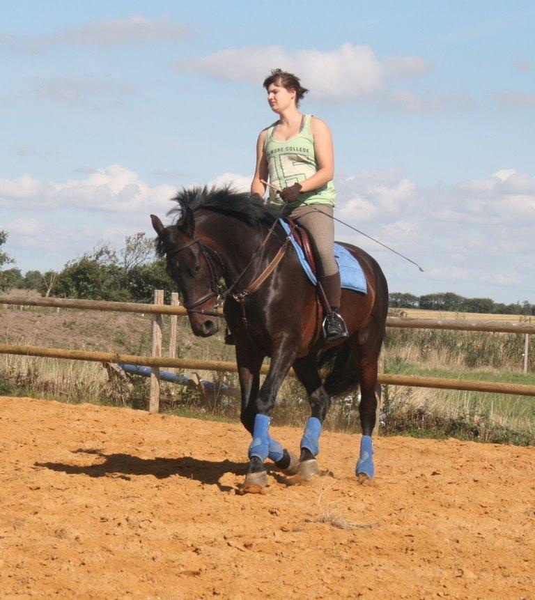 Dansk Varmblod Casino Royale SOLGT billede 11