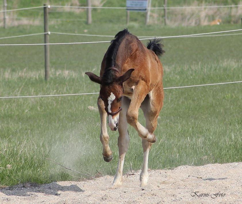 Oldenborg Henriksøs Leonardo billede 8