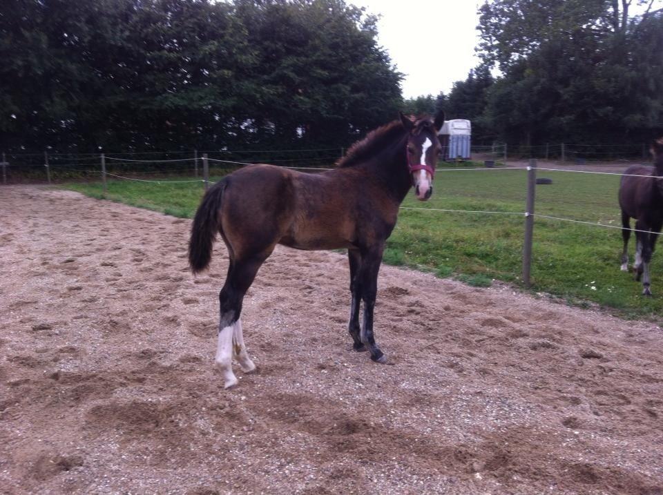 Oldenborg Henriksøs Leonardo billede 9