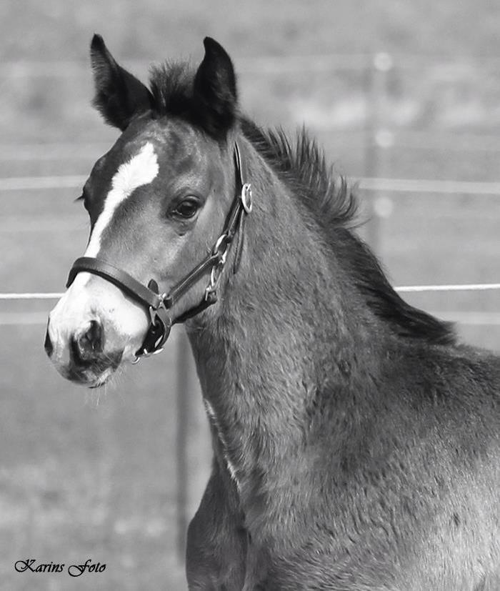 Oldenborg Henriksøs Leonardo billede 12