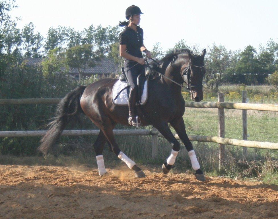 Dansk Varmblod Casino Royale SOLGT billede 16