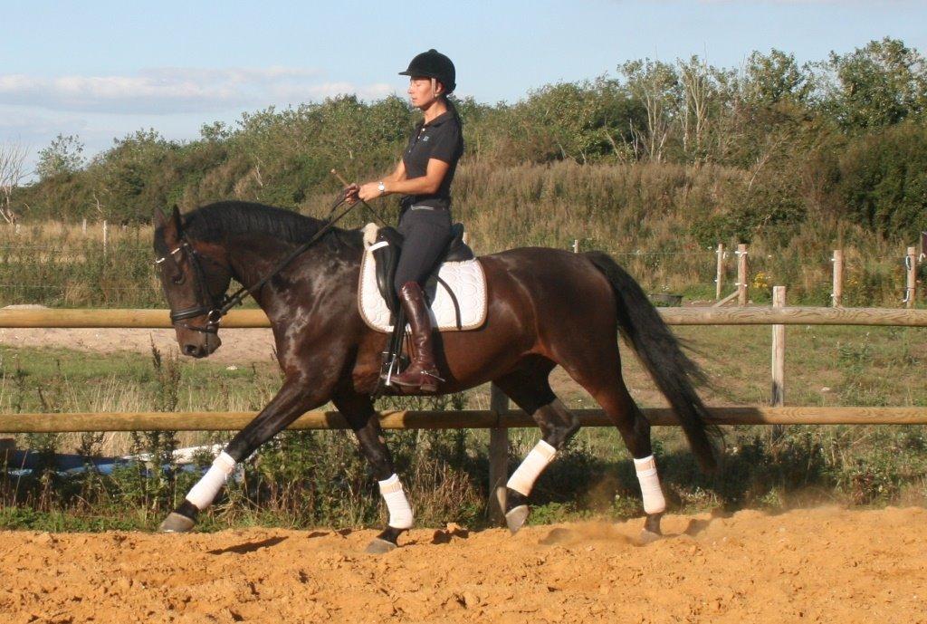 Dansk Varmblod Casino Royale SOLGT billede 17