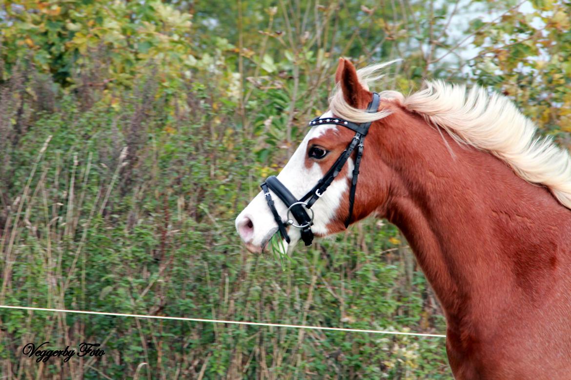Welsh Partbred (Sec F) Stendyssen`s Sunbreaker billede 8