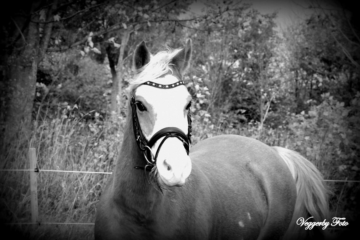 Welsh Partbred (Sec F) Stendyssen`s Sunbreaker billede 1