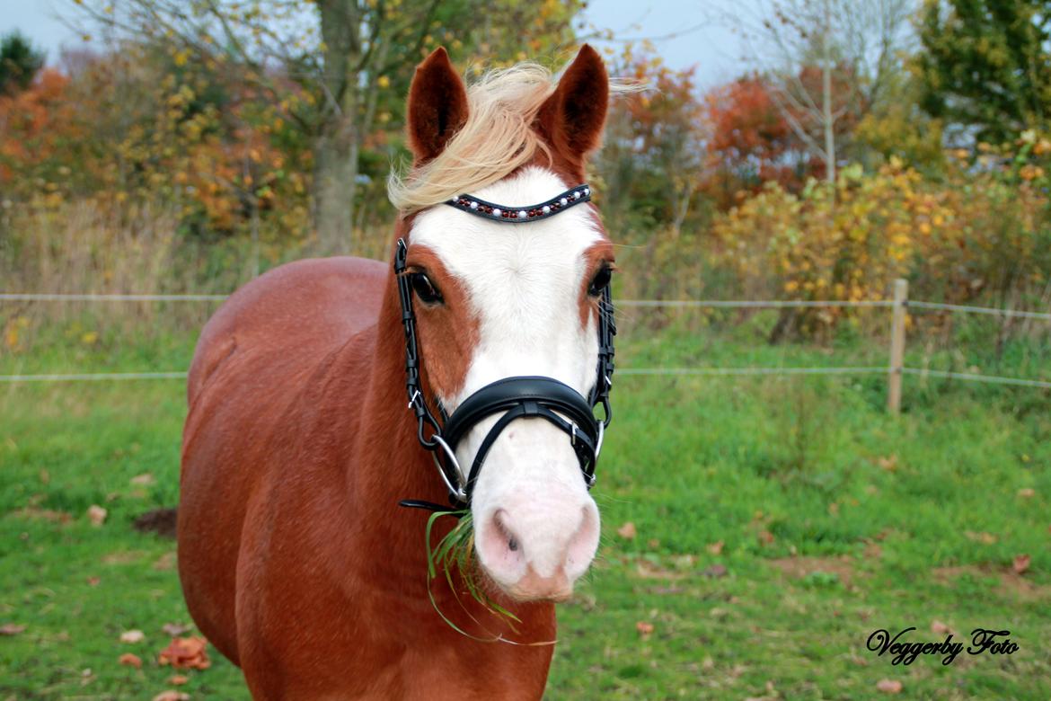 Welsh Partbred (Sec F) Stendyssen`s Sunbreaker billede 9