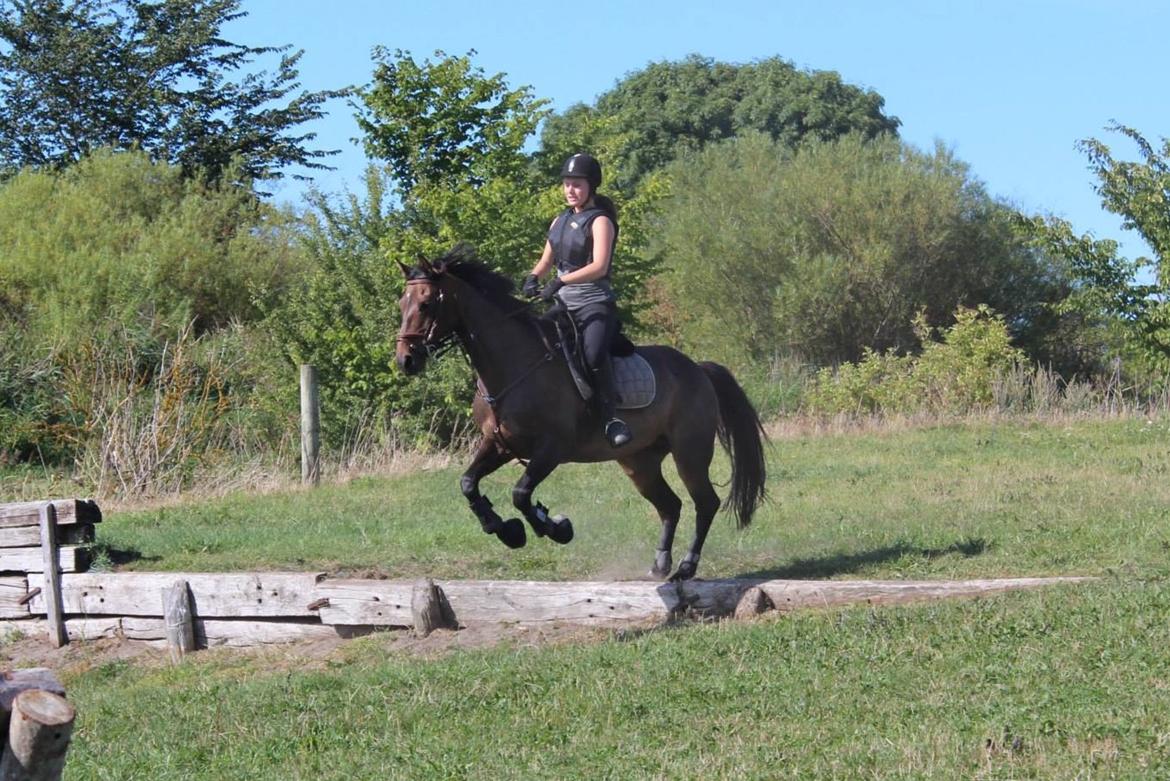 Anden særlig race Miss Fine Bine - Søborggård 2013 billede 17