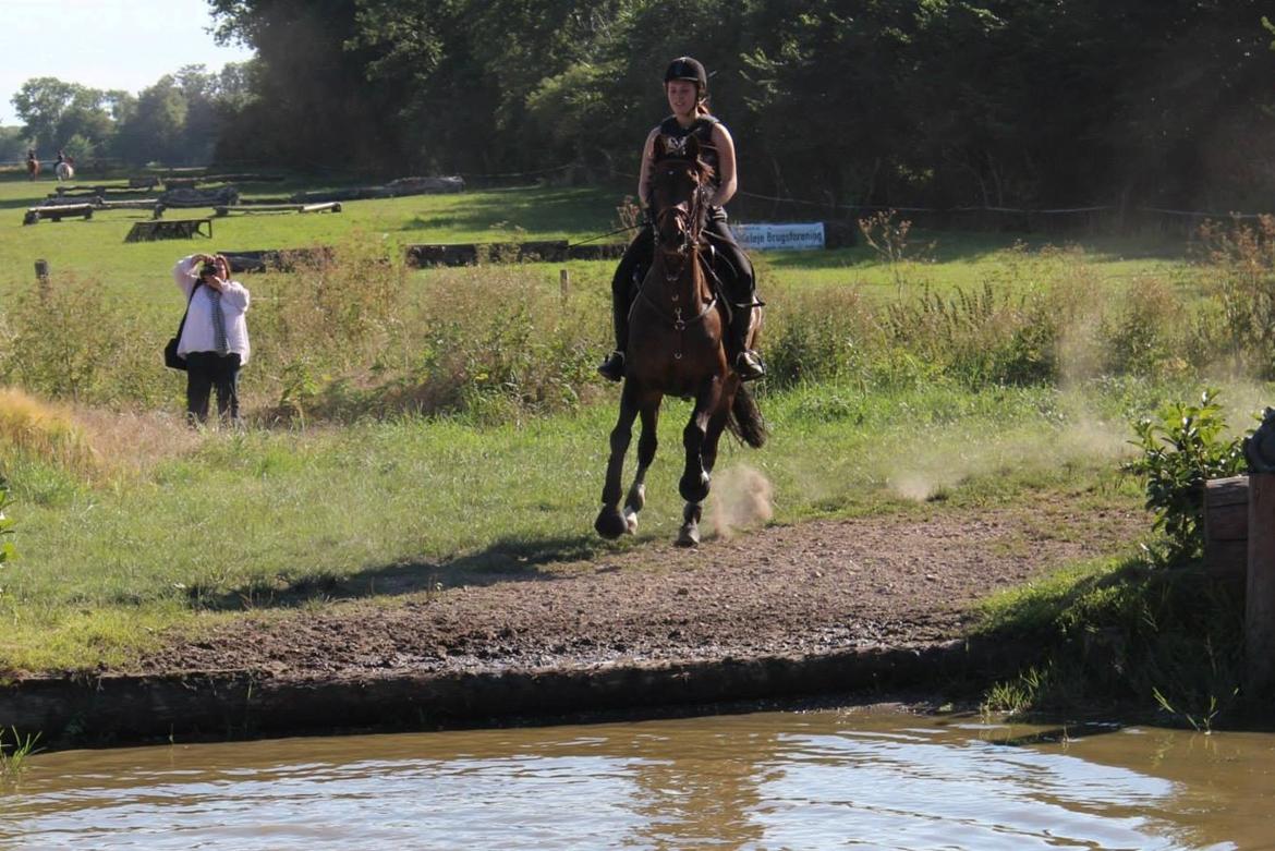 Anden særlig race Miss Fine Bine - Søborggård 2013 billede 19