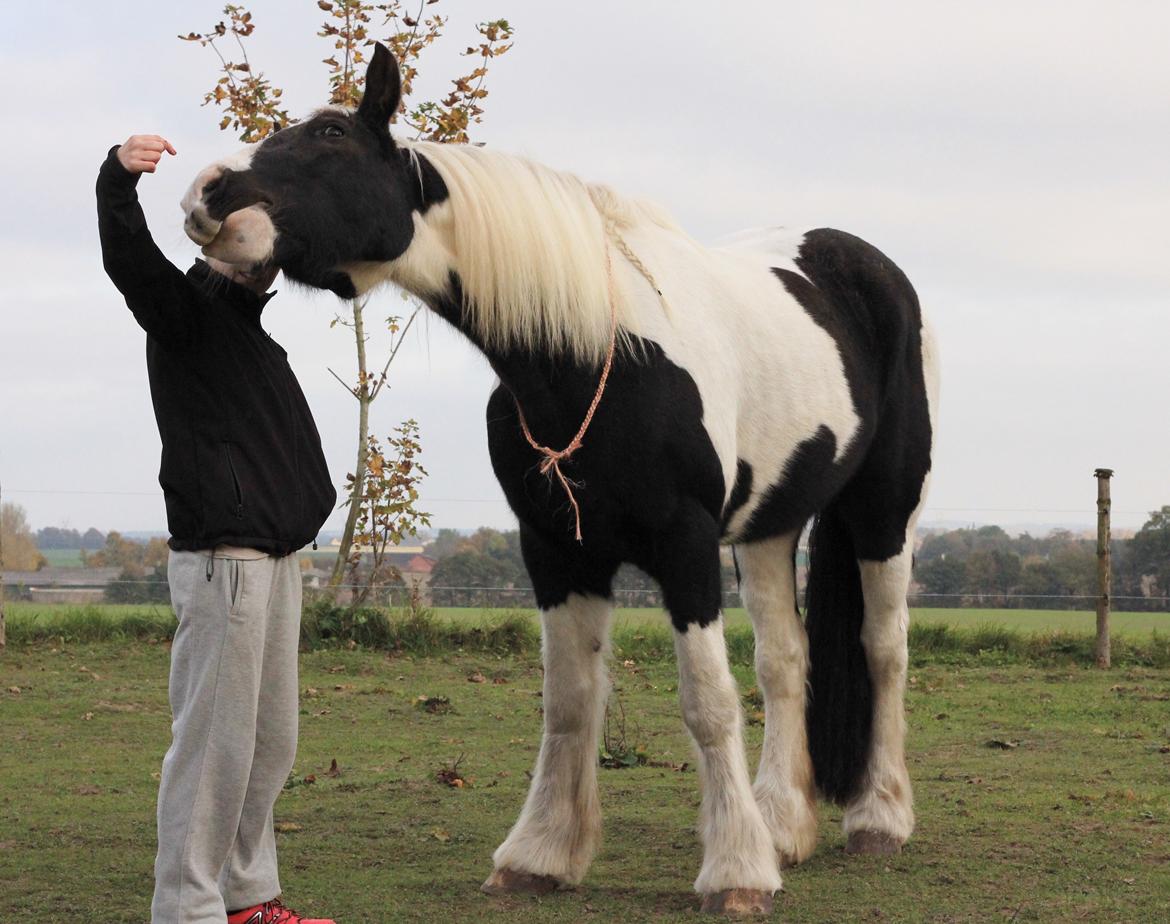 Irish Cob Hauge's Gilroy billede 18