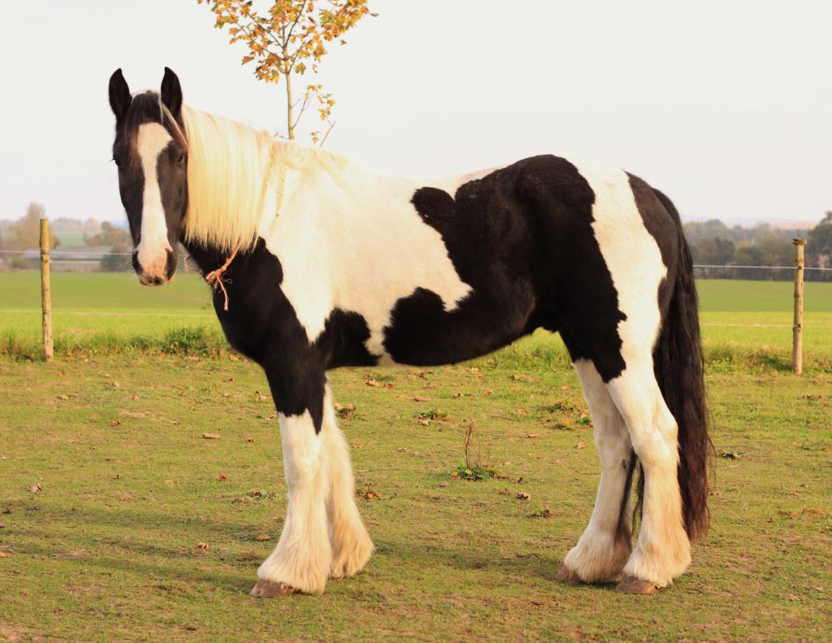 Irish Cob Hauge's Gilroy billede 19