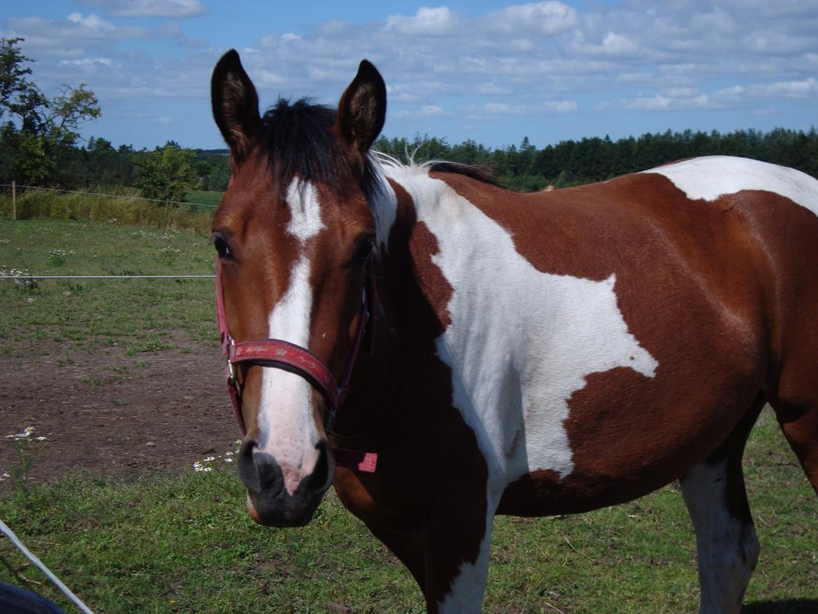Pinto Alberthe (Tidligere hest) billede 8