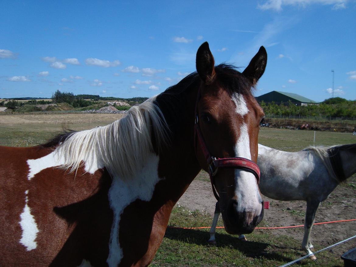Pinto Alberthe (Tidligere hest) billede 9
