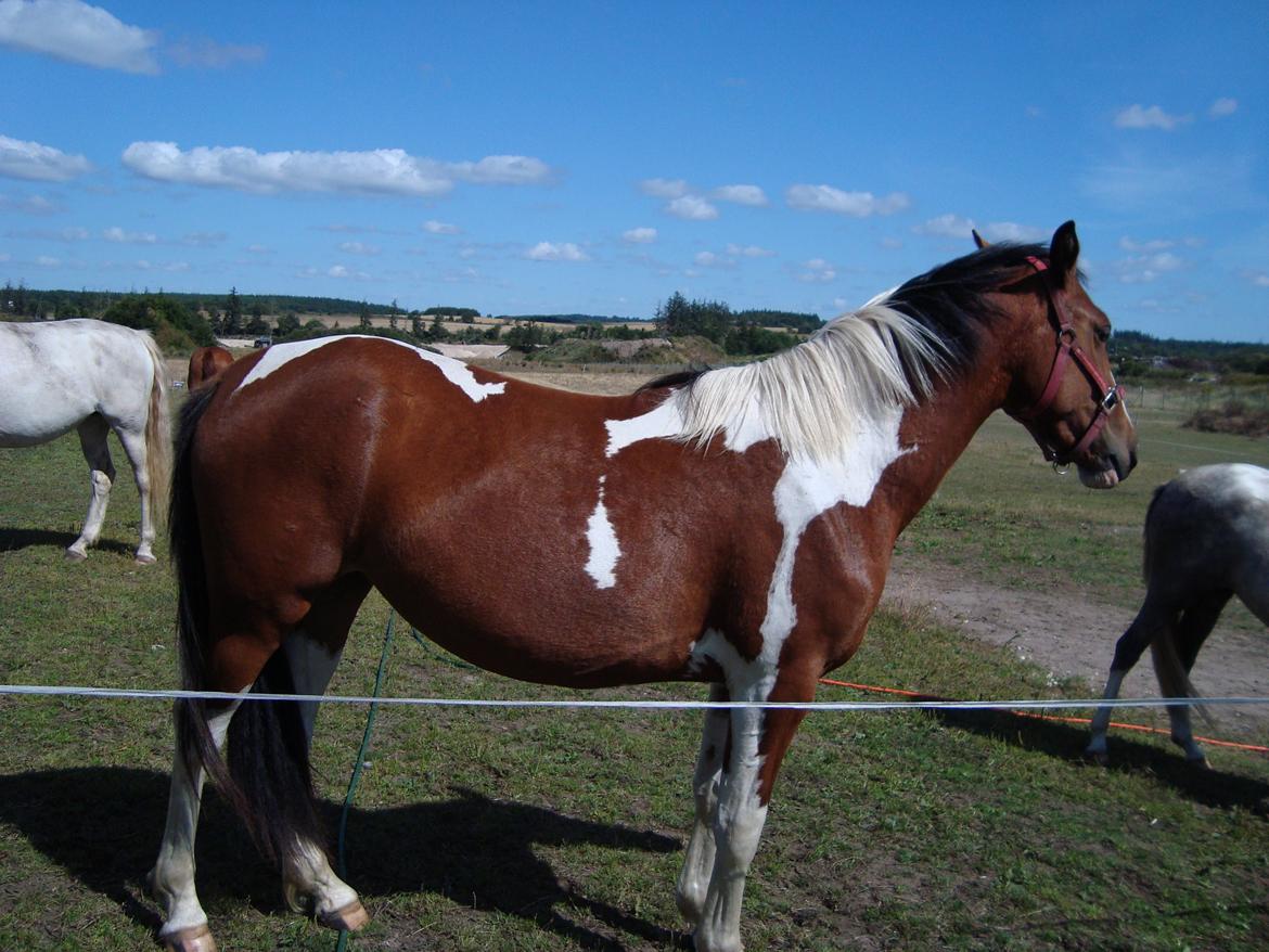 Pinto Alberthe (Tidligere hest) billede 10