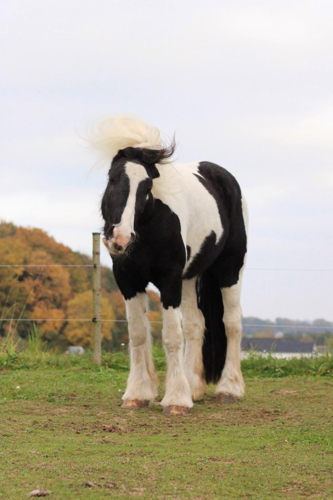 Irish Cob Hauge's Gilroy billede 21