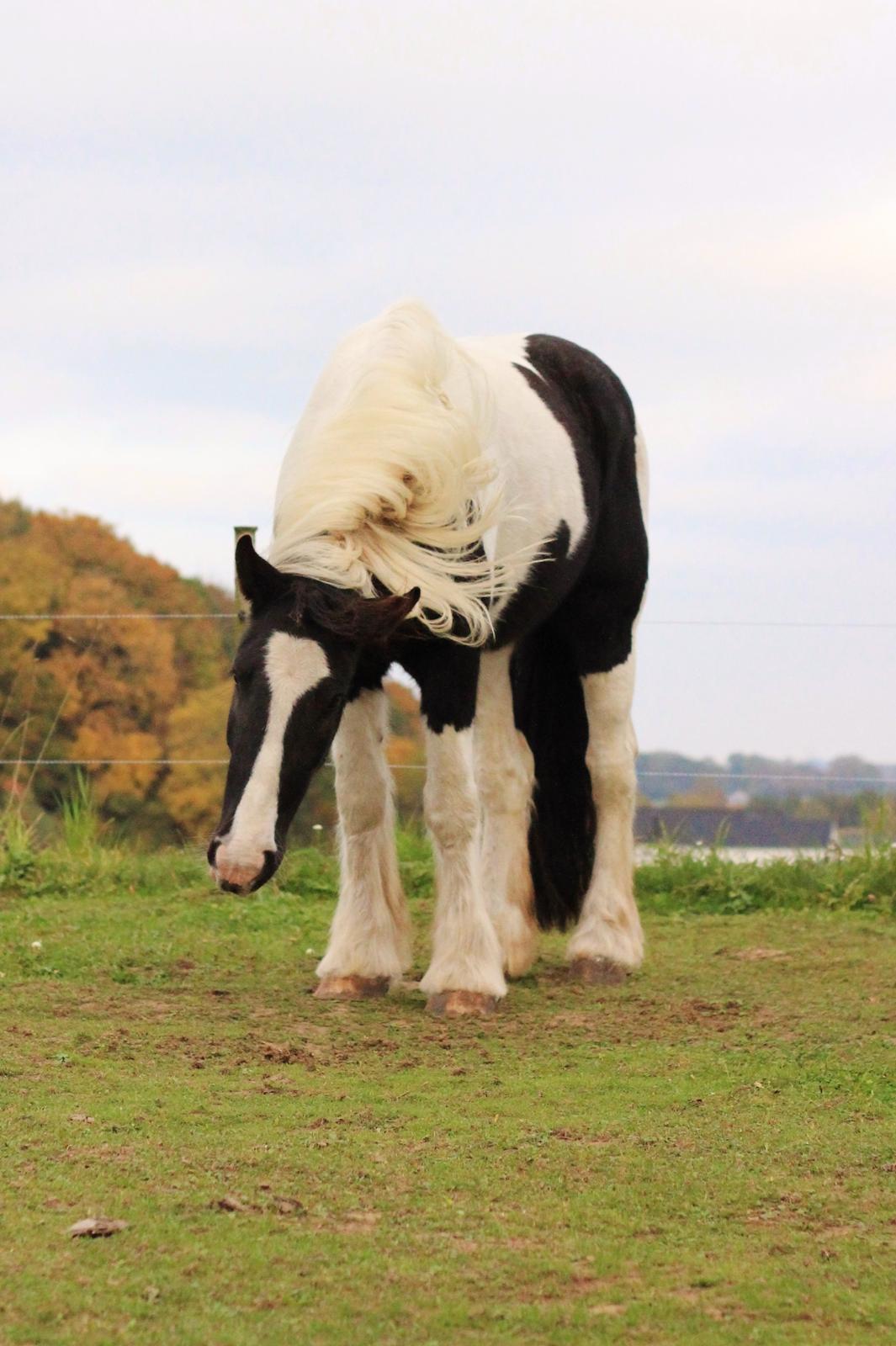 Irish Cob Hauge's Gilroy billede 22