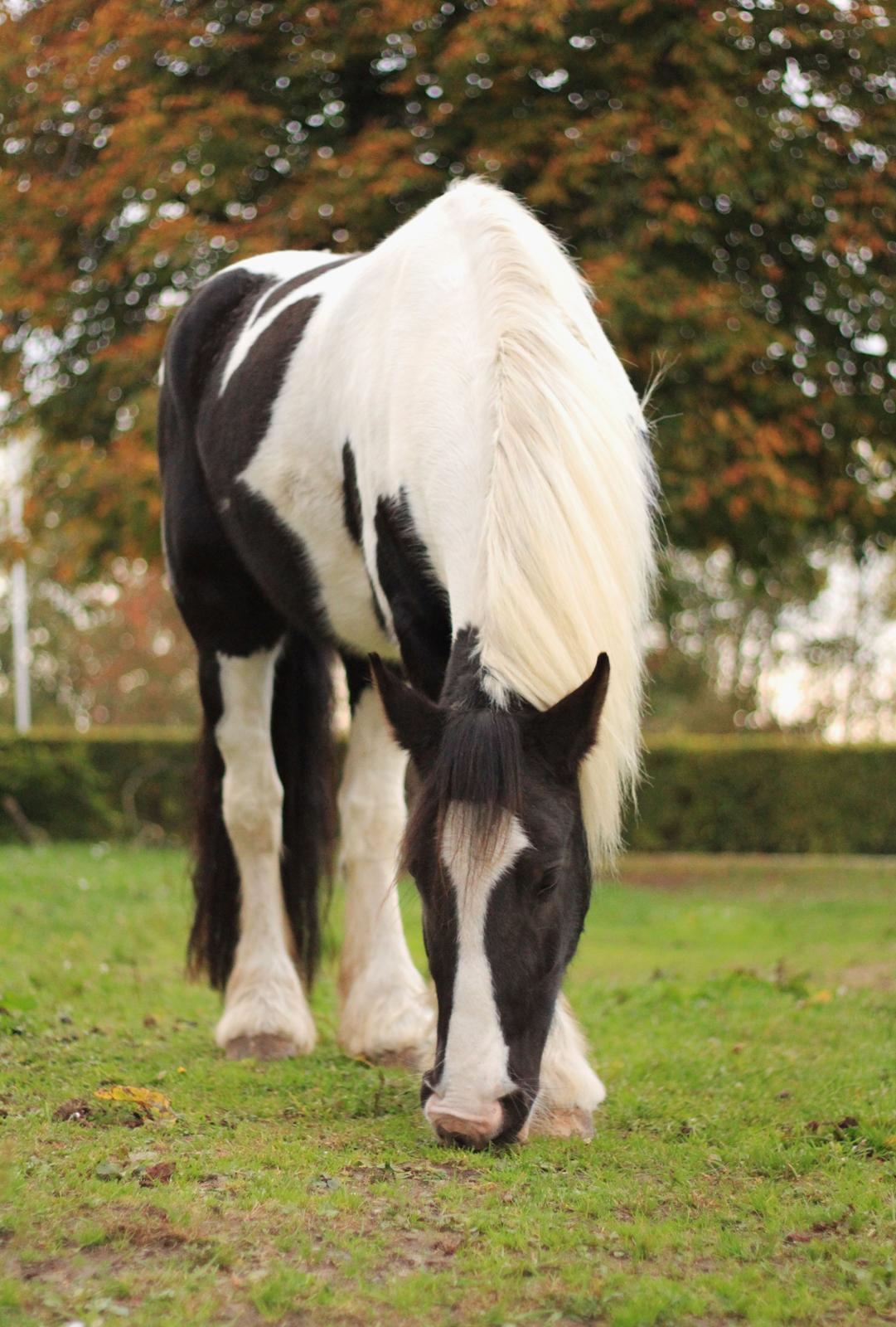 Irish Cob Hauge's Gilroy billede 23