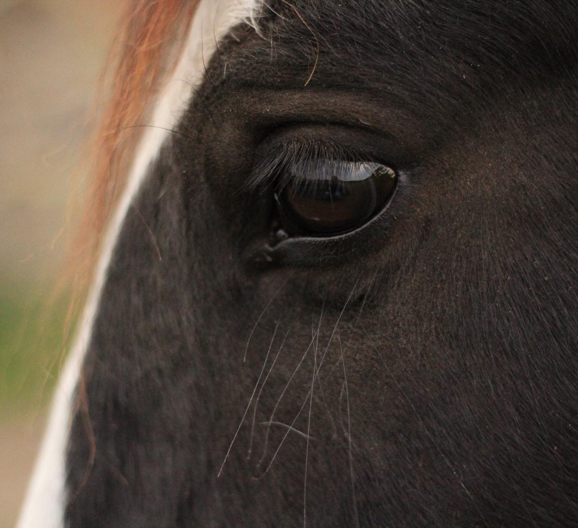 Irish Cob Hauge's Gilroy billede 25