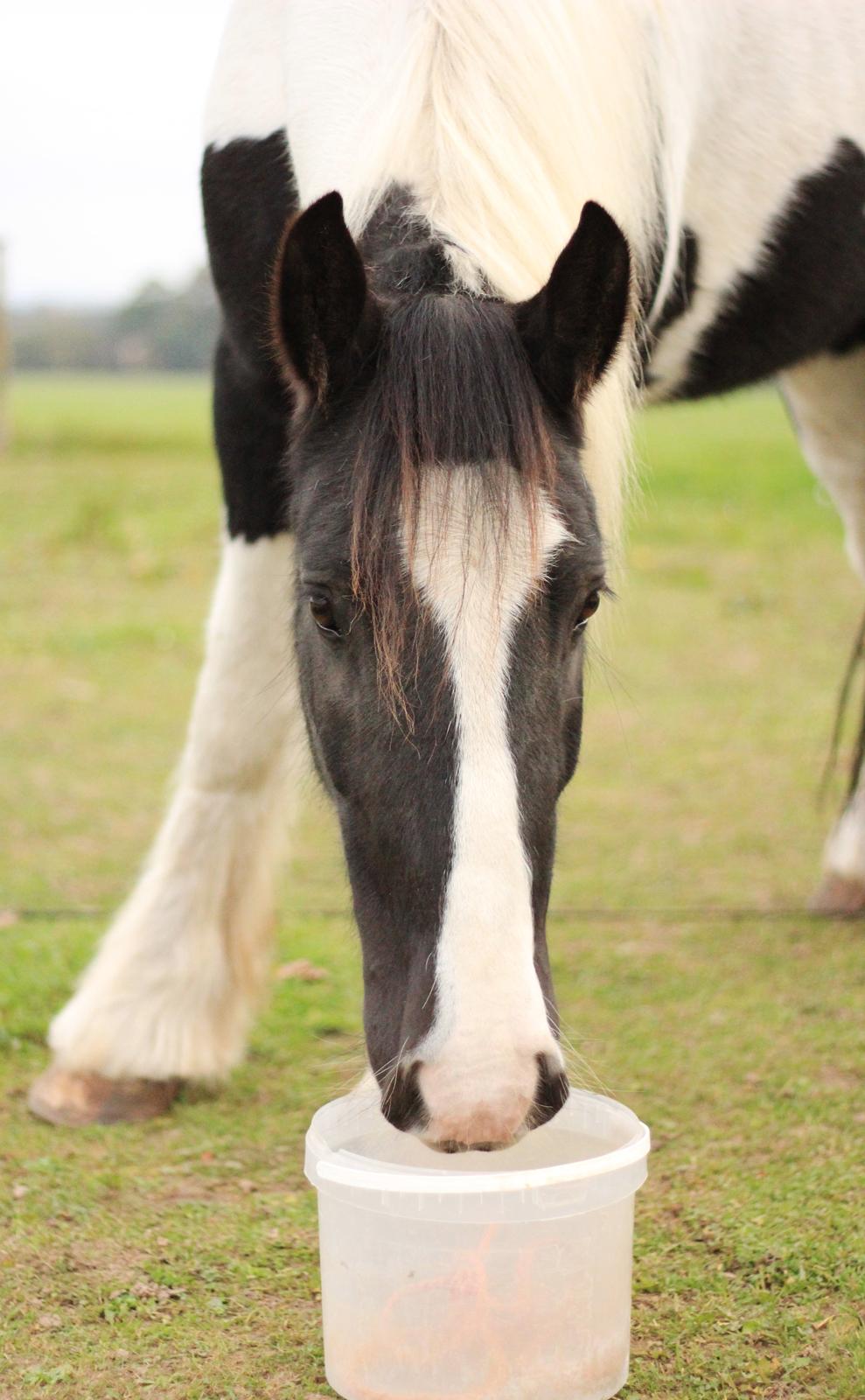 Irish Cob Hauge's Gilroy billede 26