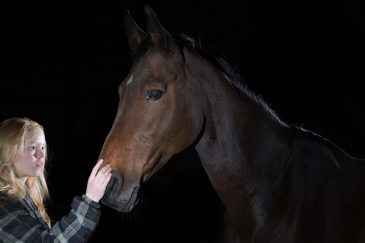 Zangersheide D. Chriesafie Z - "To understand the soul of a horse is the closest we humans can come to knowing perfection." Tak til Frank Sørensen for de smukke billeder! billede 4