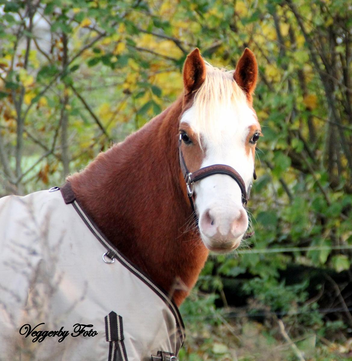 Welsh Partbred (Sec F) Stendyssen`s Sunbreaker billede 10