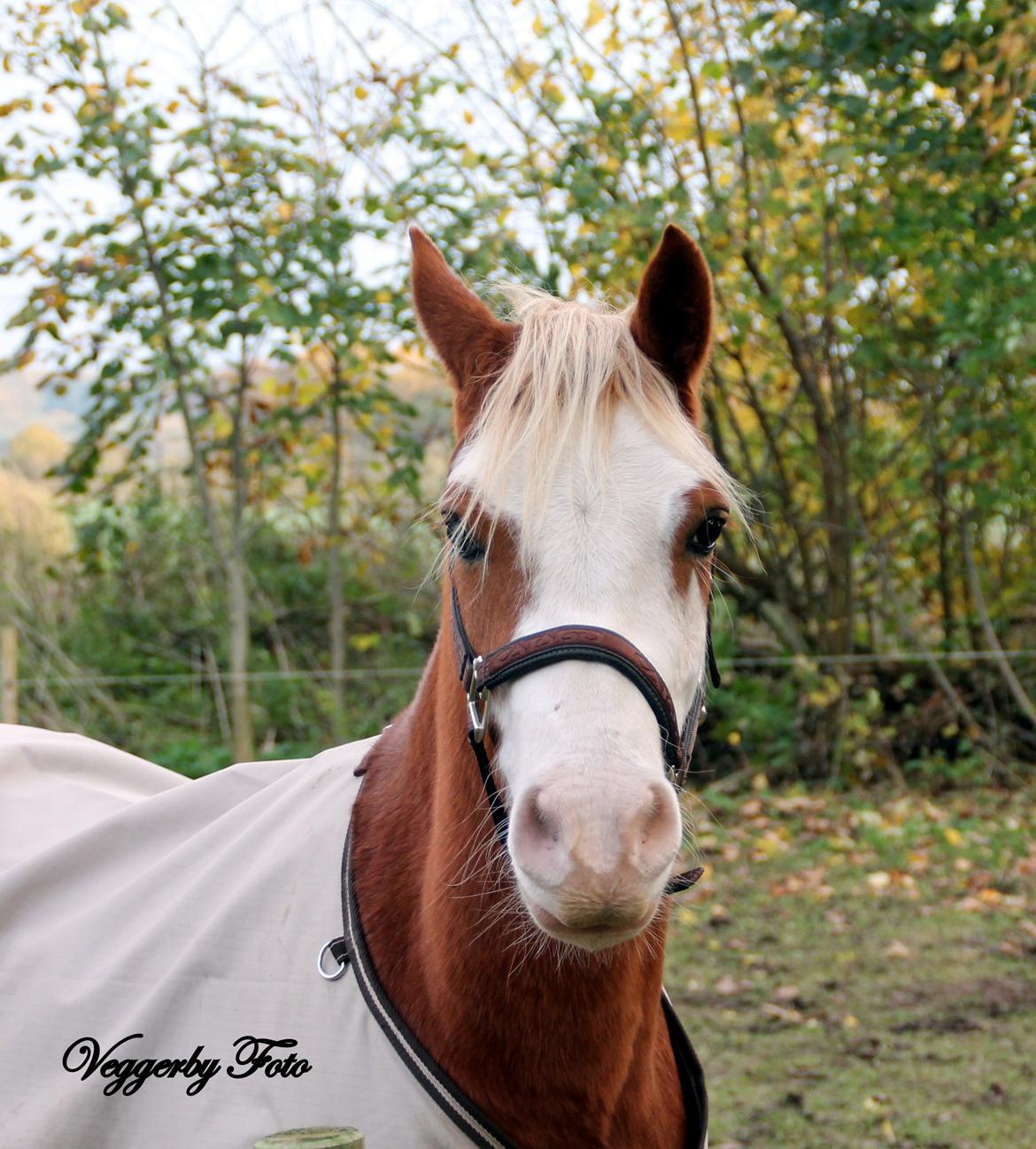 Welsh Partbred (Sec F) Stendyssen`s Sunbreaker billede 11