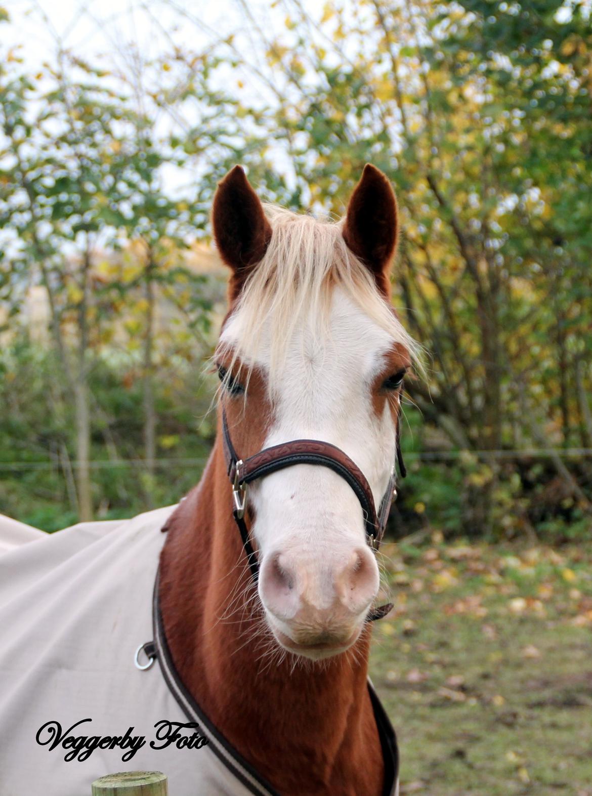 Welsh Partbred (Sec F) Stendyssen`s Sunbreaker billede 12