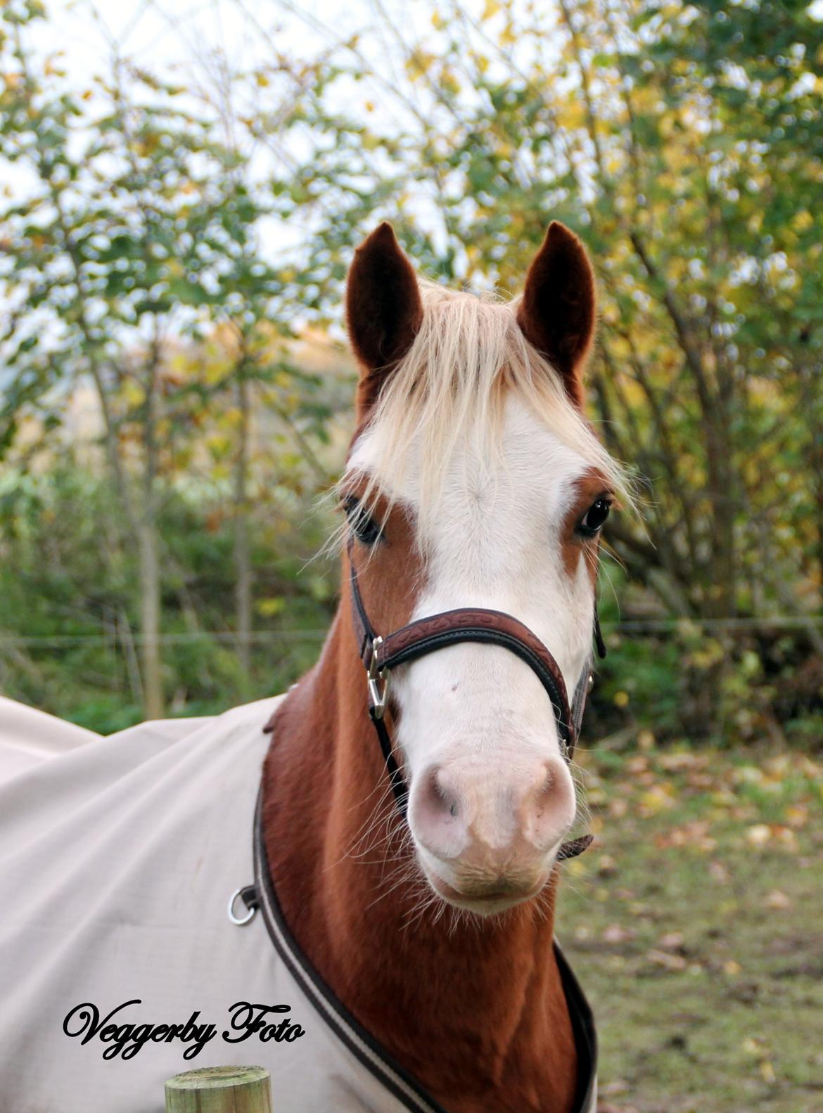 Welsh Partbred (Sec F) Stendyssen`s Sunbreaker billede 13