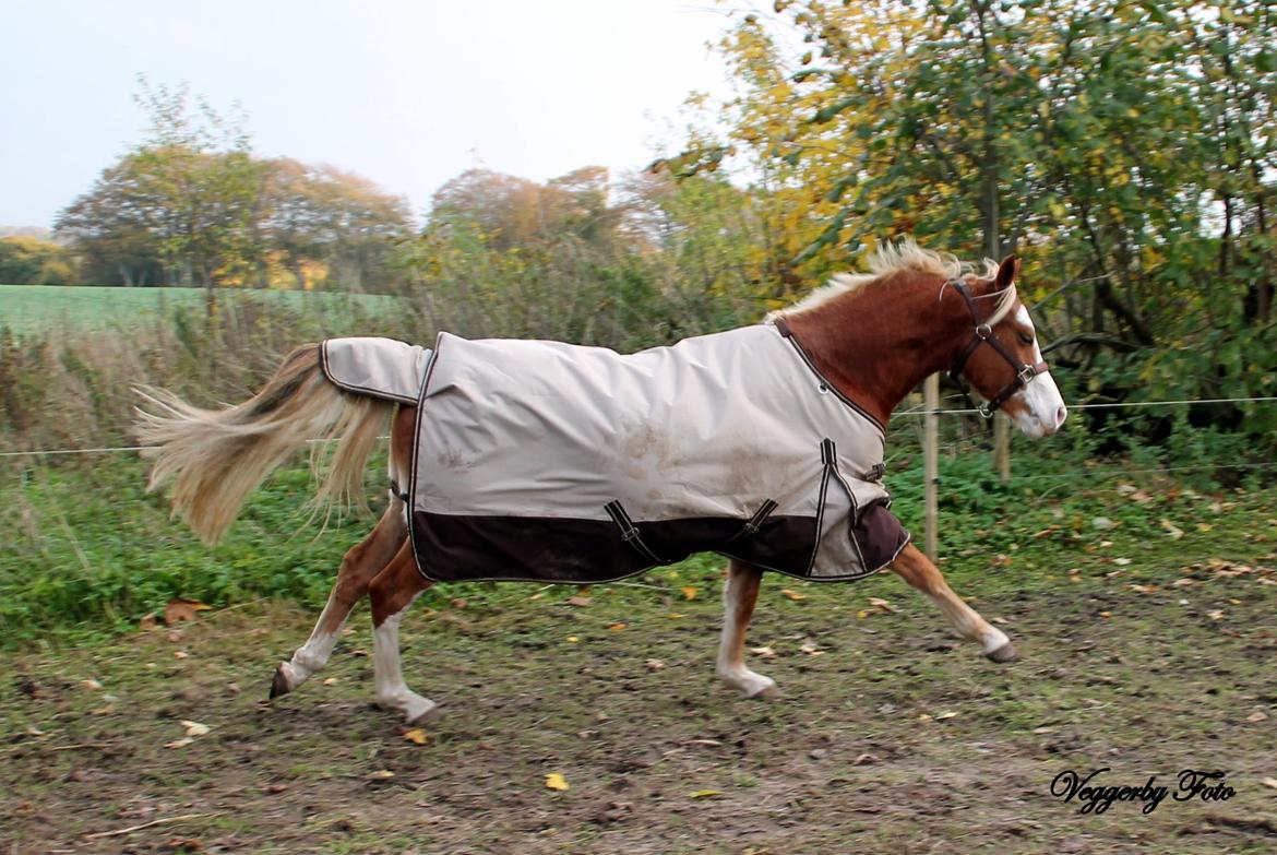 Welsh Partbred (Sec F) Stendyssen`s Sunbreaker billede 14