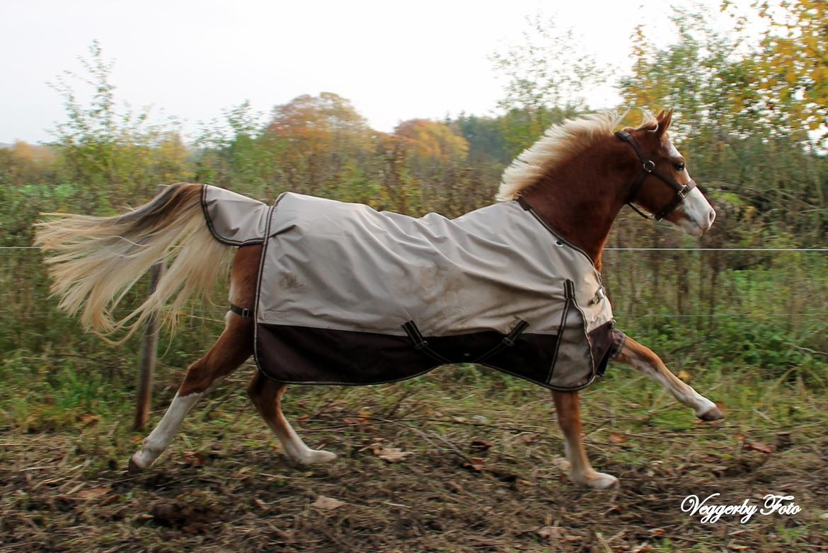 Welsh Partbred (Sec F) Stendyssen`s Sunbreaker billede 15