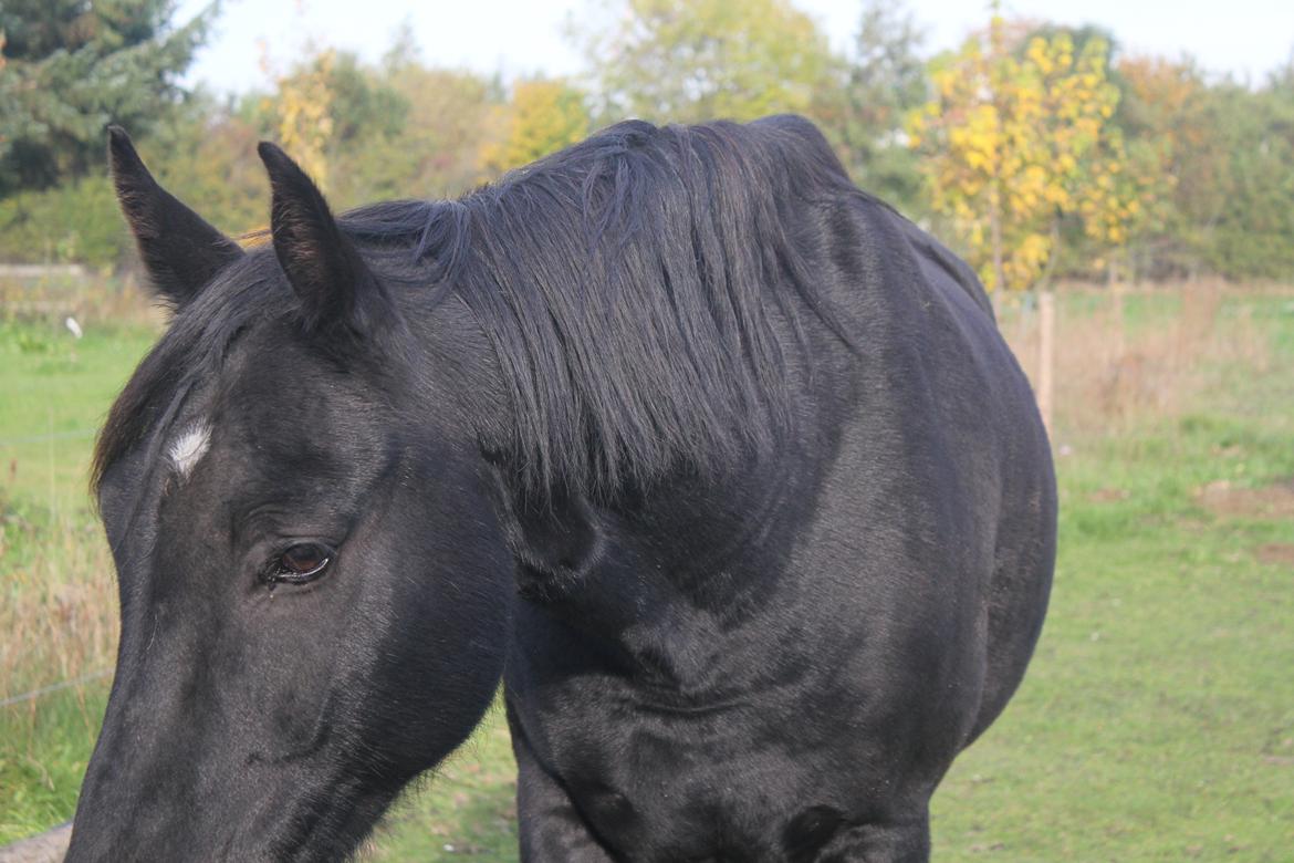 Anden særlig race MartiniQue, ^^min savnede hest - min bedre halvdel..<3 billede 22