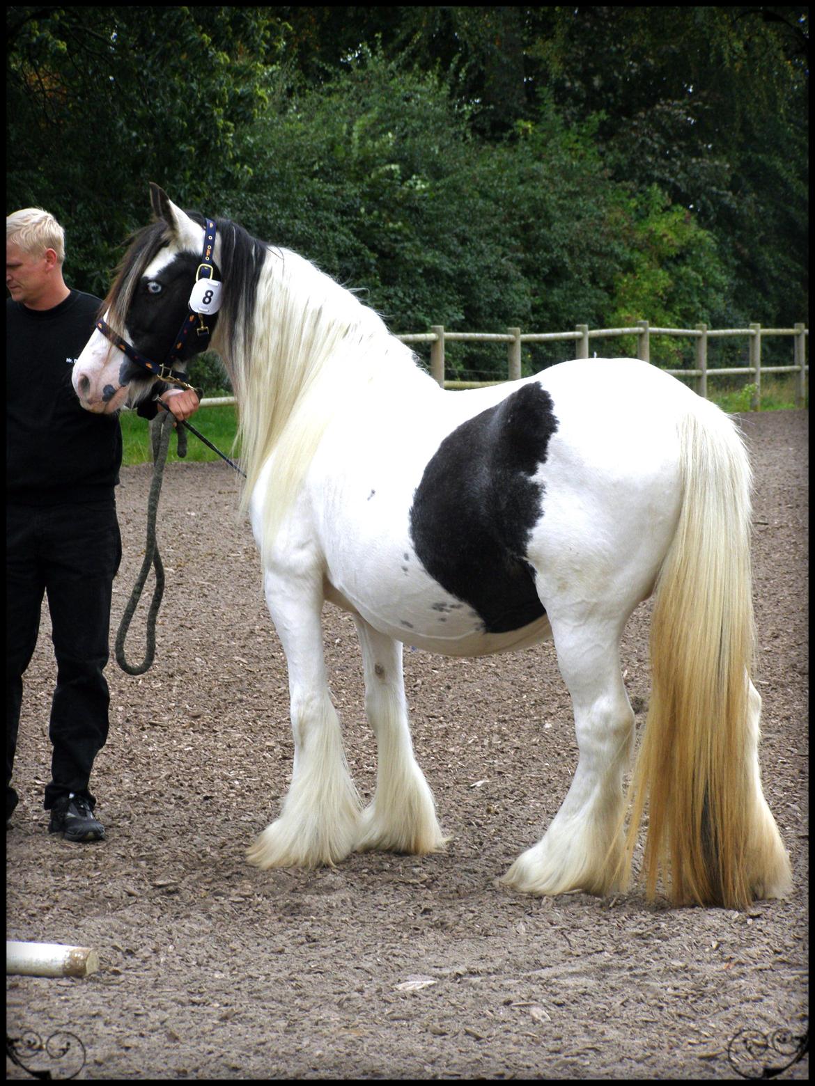 Irish Cob Medusa billede 1